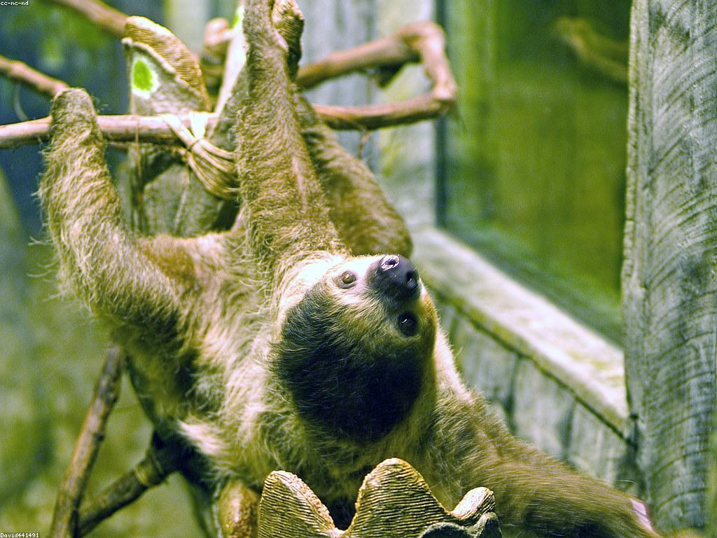 ការបង្ហាញពីស្លុត: អាកប្បកិរិយាដ៏ពិសេសរបស់ស្លុត